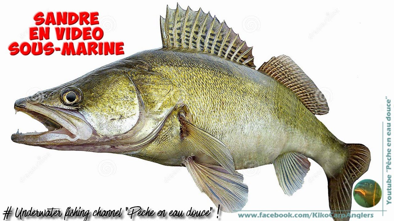 SANDRE DANS LA SOMME - VIDEO SOUS-MARINE - AMIENS