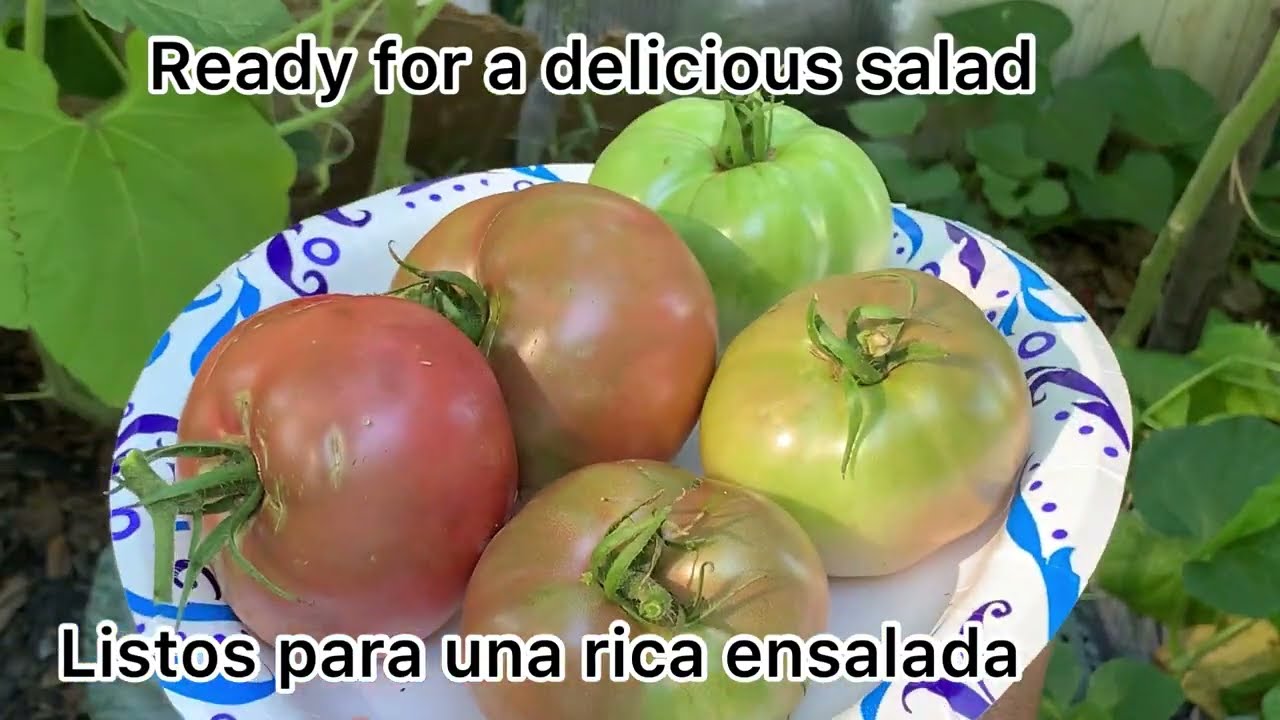 Como Cultivar tomate Cherokee purpura/ Growing Purple Cherokee from seed to harvest