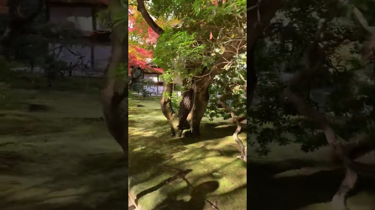Autumn in KYOTO 