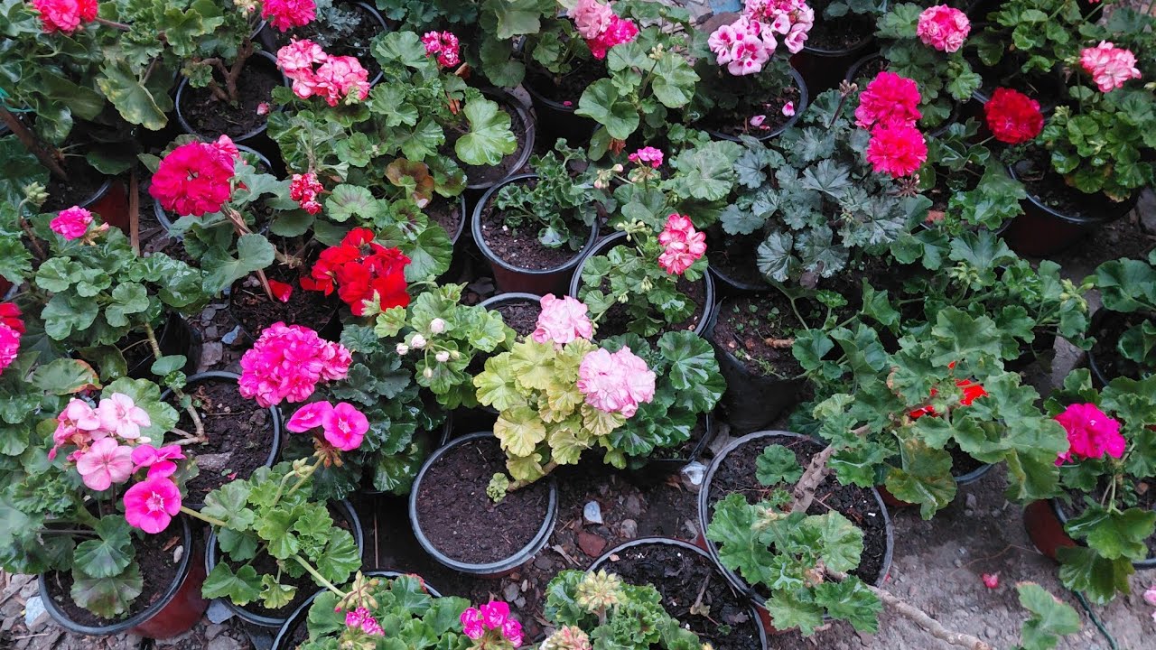 Get ready for siliguri flower show (starting from 5th to 10th February 2026)