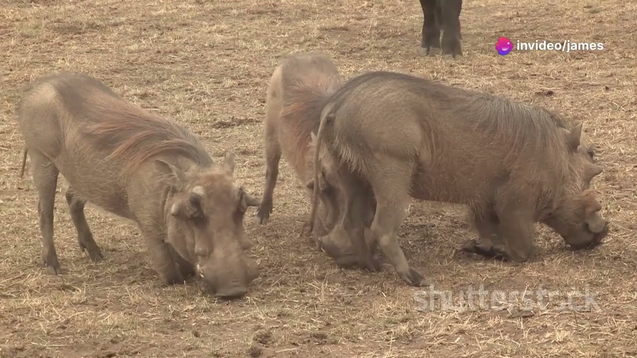 African Wild Dogs hunting Warthog