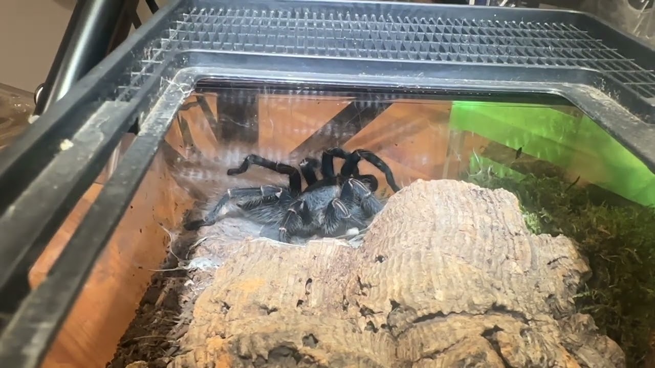 Feeding a thriopexelma cajamarca juvenile after a moult