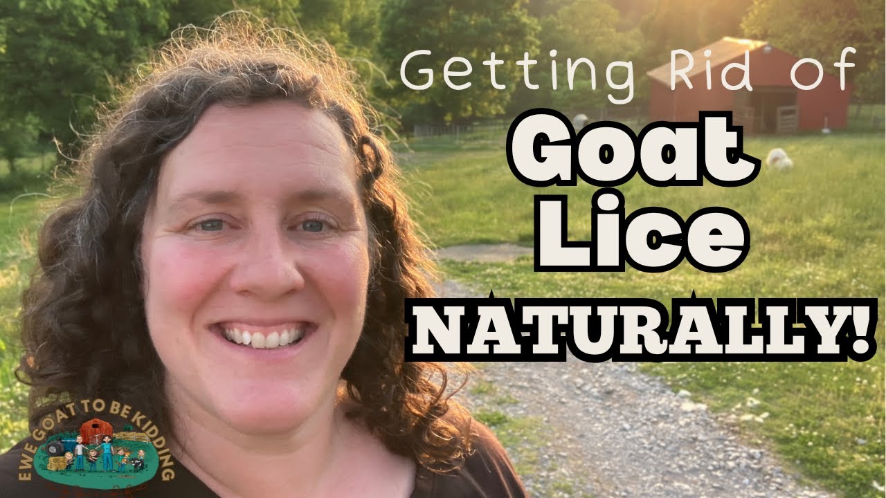 Getting Rid of Goat Lice Naturally!