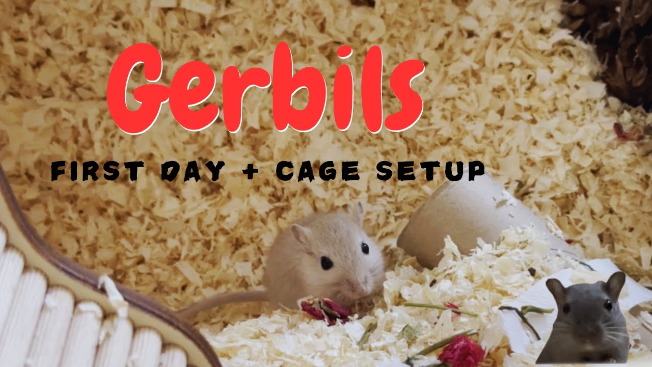 GETTING BABY GERBILS | first day & cage setup