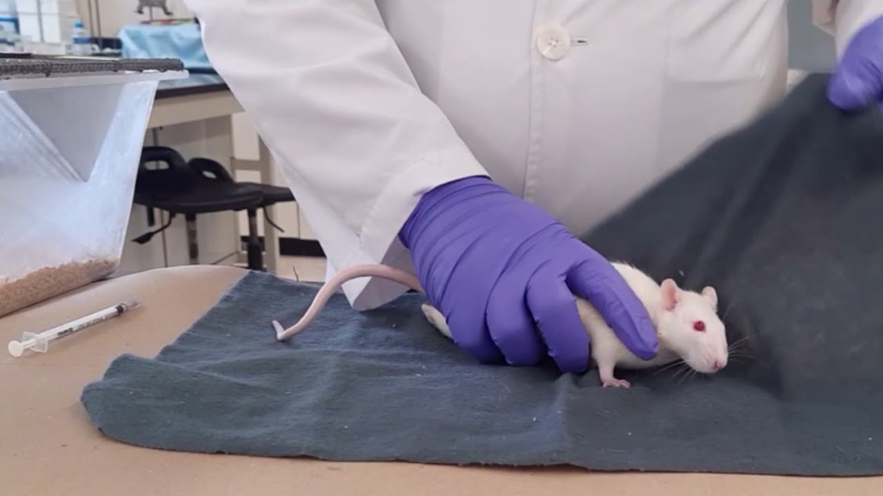 Vía intramuscular en ratas