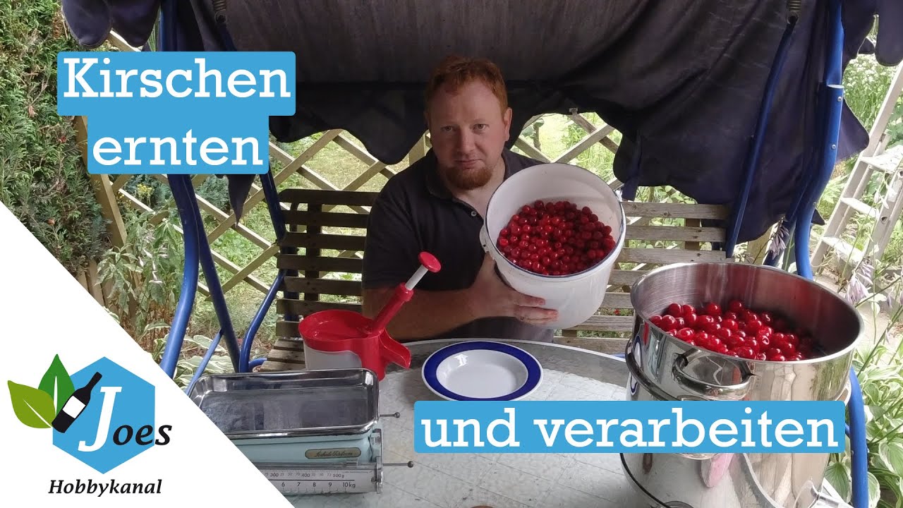 Sauerkirschen ernten und Wein ansetzen
