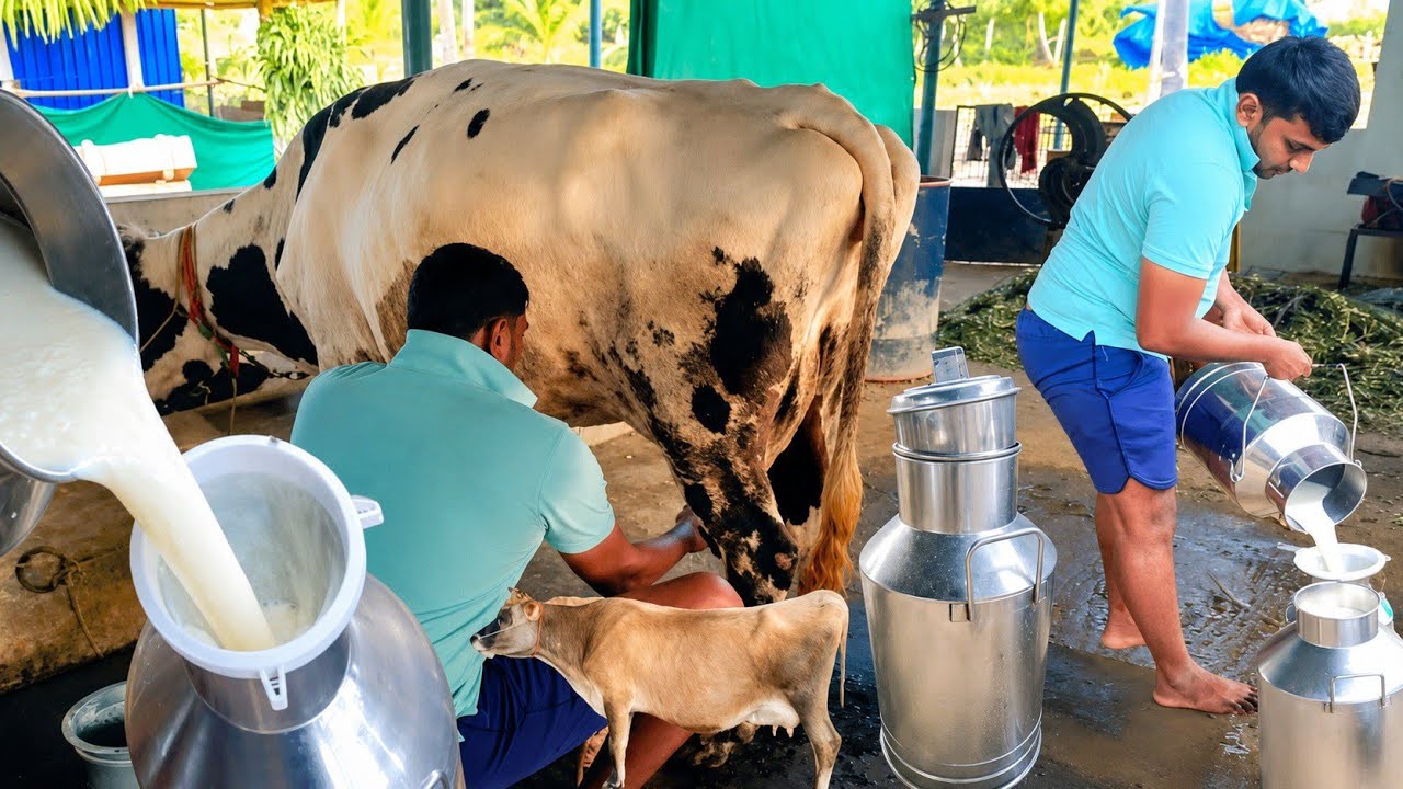 Abroadல் இன்ஜினியரிங்க் பணியை விட்டு தமிழ்நாட்டில் Dairy farm வைத்து சாதித்த இளைஞர் |  Siva Arun Tv