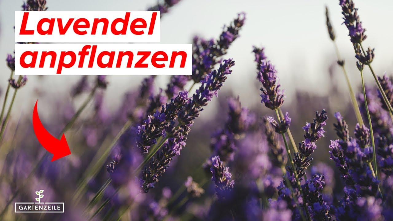 Lavendel anpflanzen - DARAUF solltet Ihr UNBEDINGT achten! So pflanzt du Lavendel richtig!