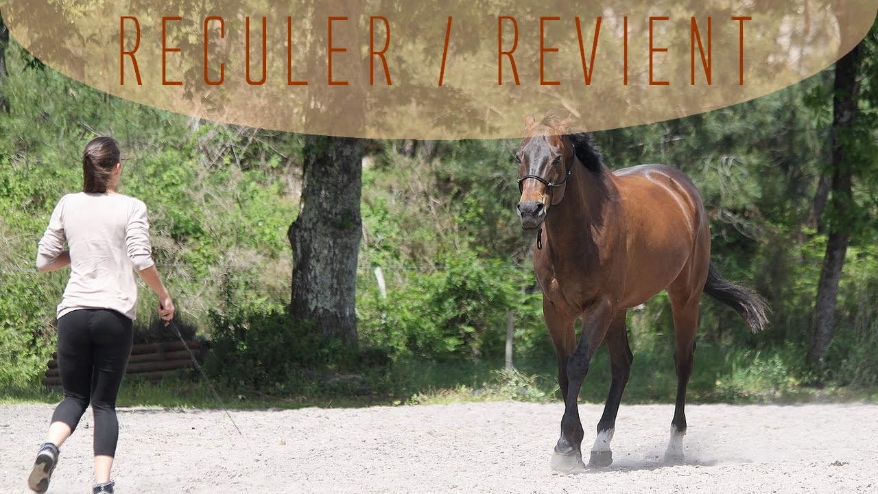Apprendre le reculer et le revient à son cheval