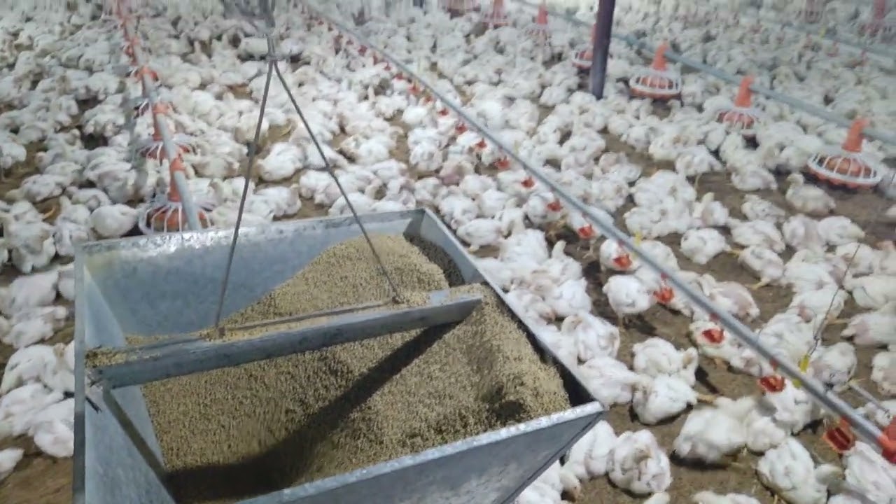 Auto feeding system Ec farming