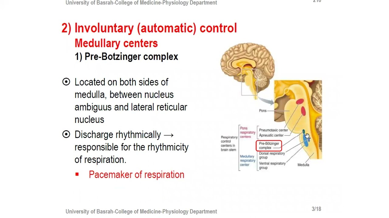 University of Basra-College of Medicine -2nd stage -Physiology-L10 Respiration Neuronal   99 control