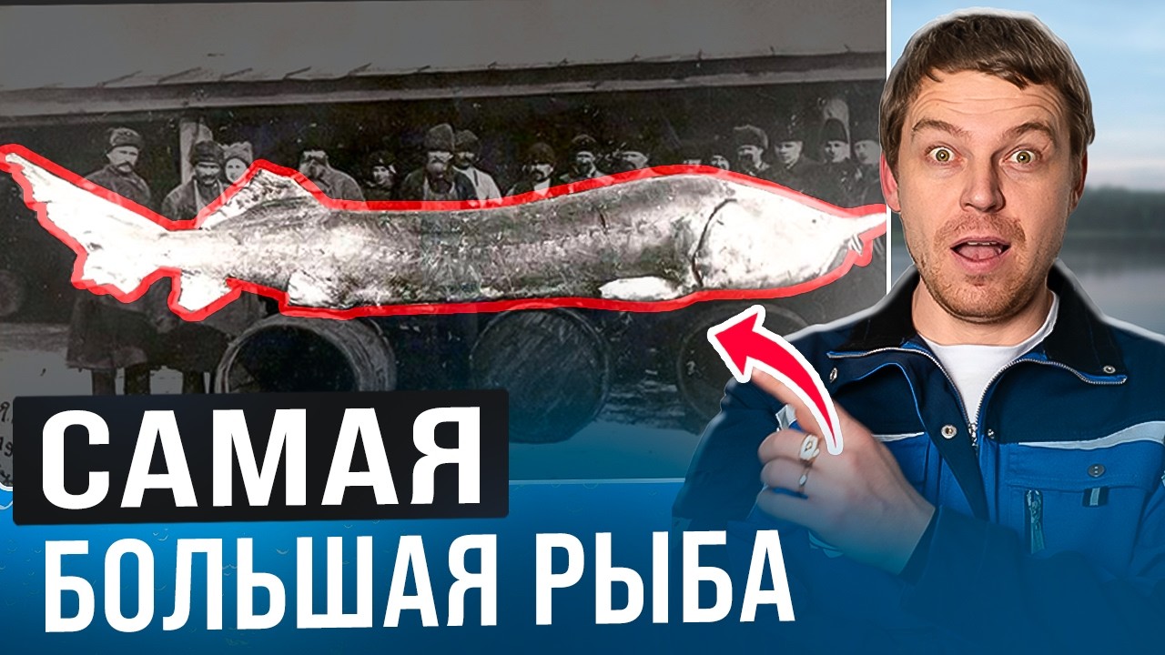 700 ТЫЩ ЗА 1 КГ / Все секреты самой крупной рыбы в мире. Мой личный опыт разведения в УЗВ