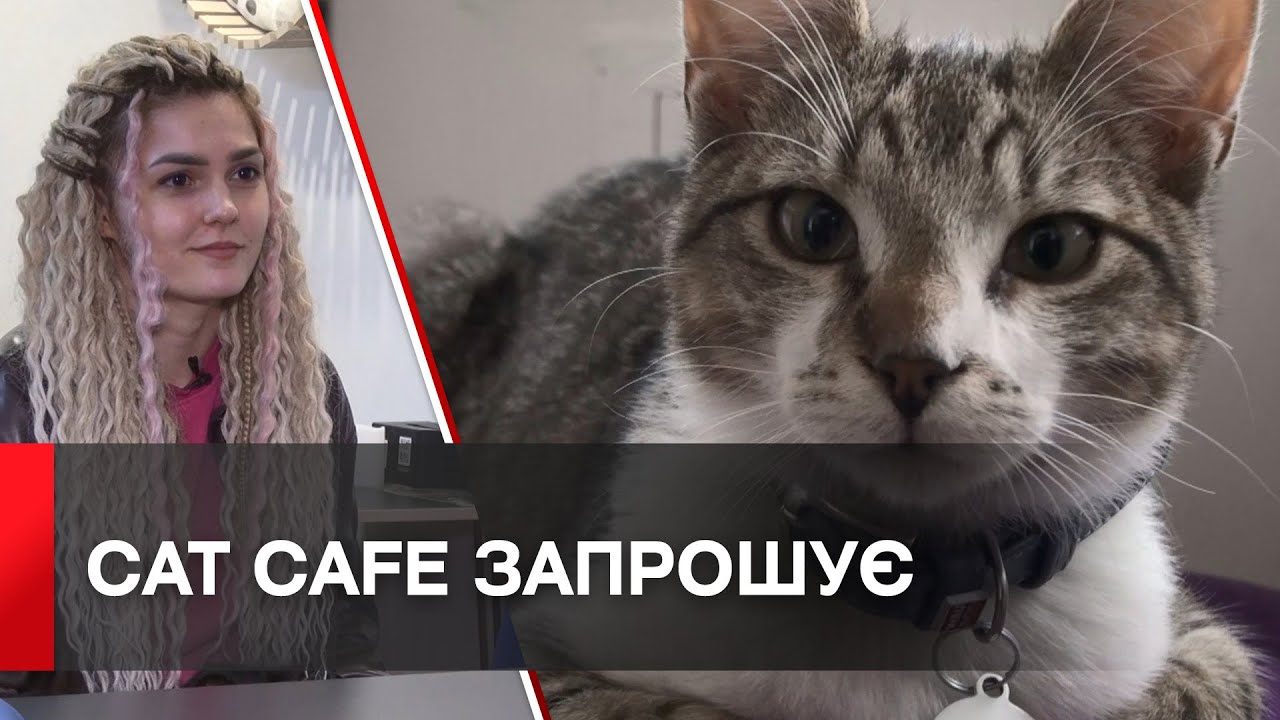 У Вінниці відвідувачів запрошують до першого котокафе