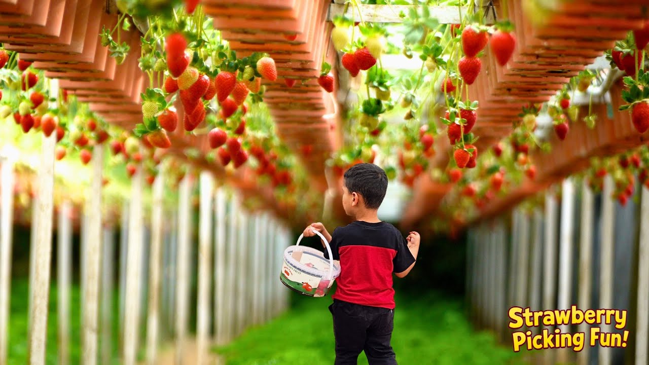 Manor Farm Strawberry Picking Vlog | Family Day Out in UK Countryside 🍓