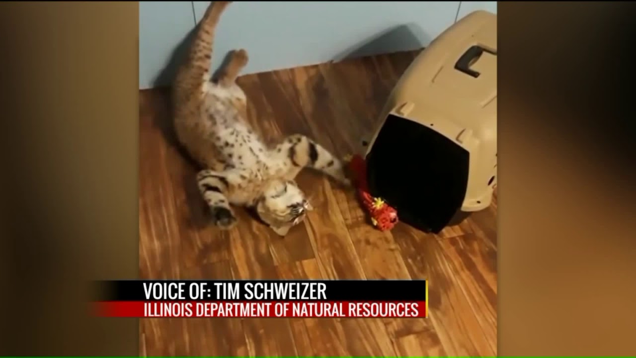 Swansea family fights to keep pet bobcat