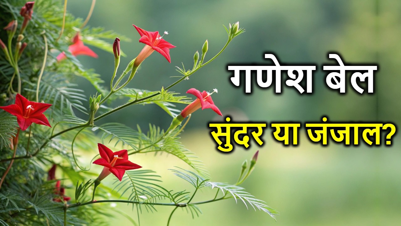 Ganesh Bel Cypress Vine Growing Method 🌿 Care Tips & Common Mistakes in 2025