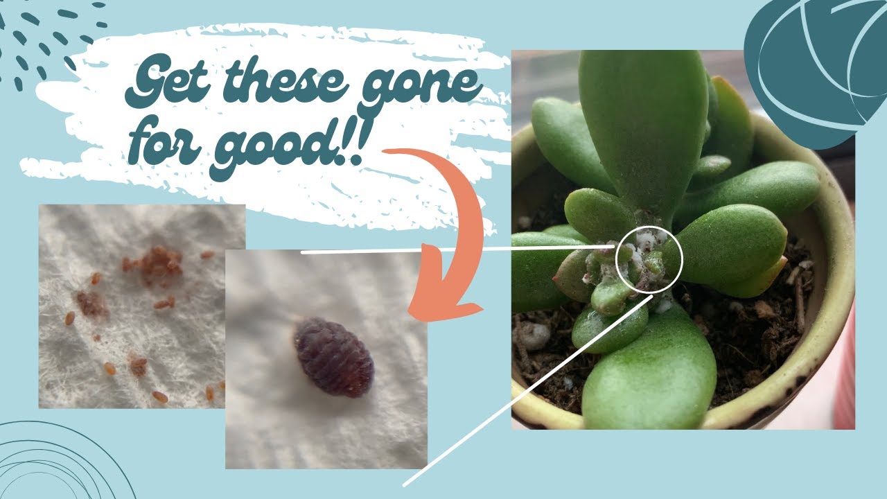 How to Get Rid of Mealybugs on Succulents | Organic Mealybug Pest Control