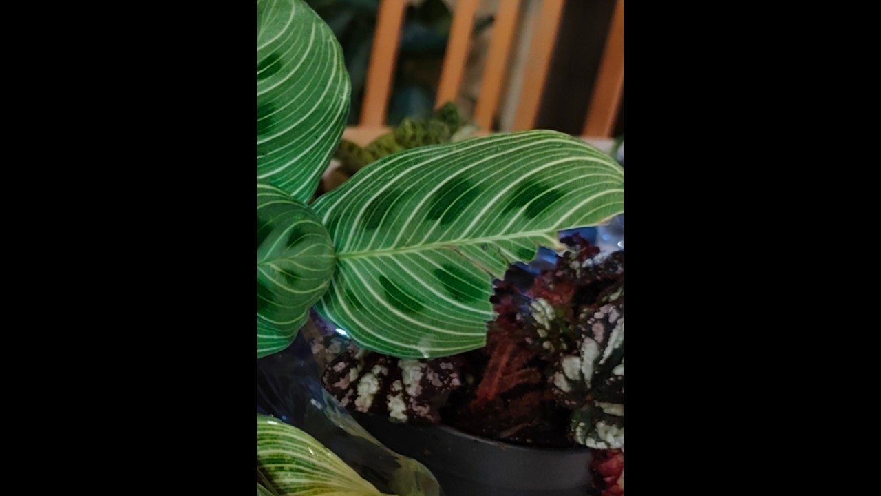 Unboxing Zimmerpflanzen von plant Circle
