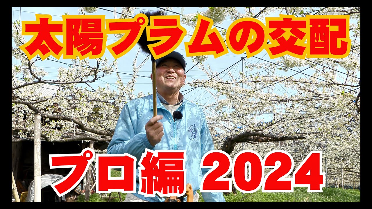 太陽プラムの交配　プロ編2024　ー富久樹園chー