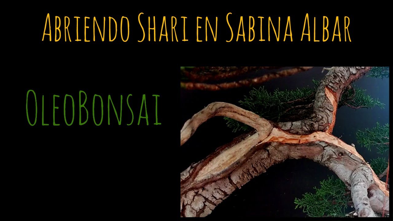 Abriendo shari en bonsái de sabina albar 🌳OleoBonsai 🌳Private Bonsai Collection