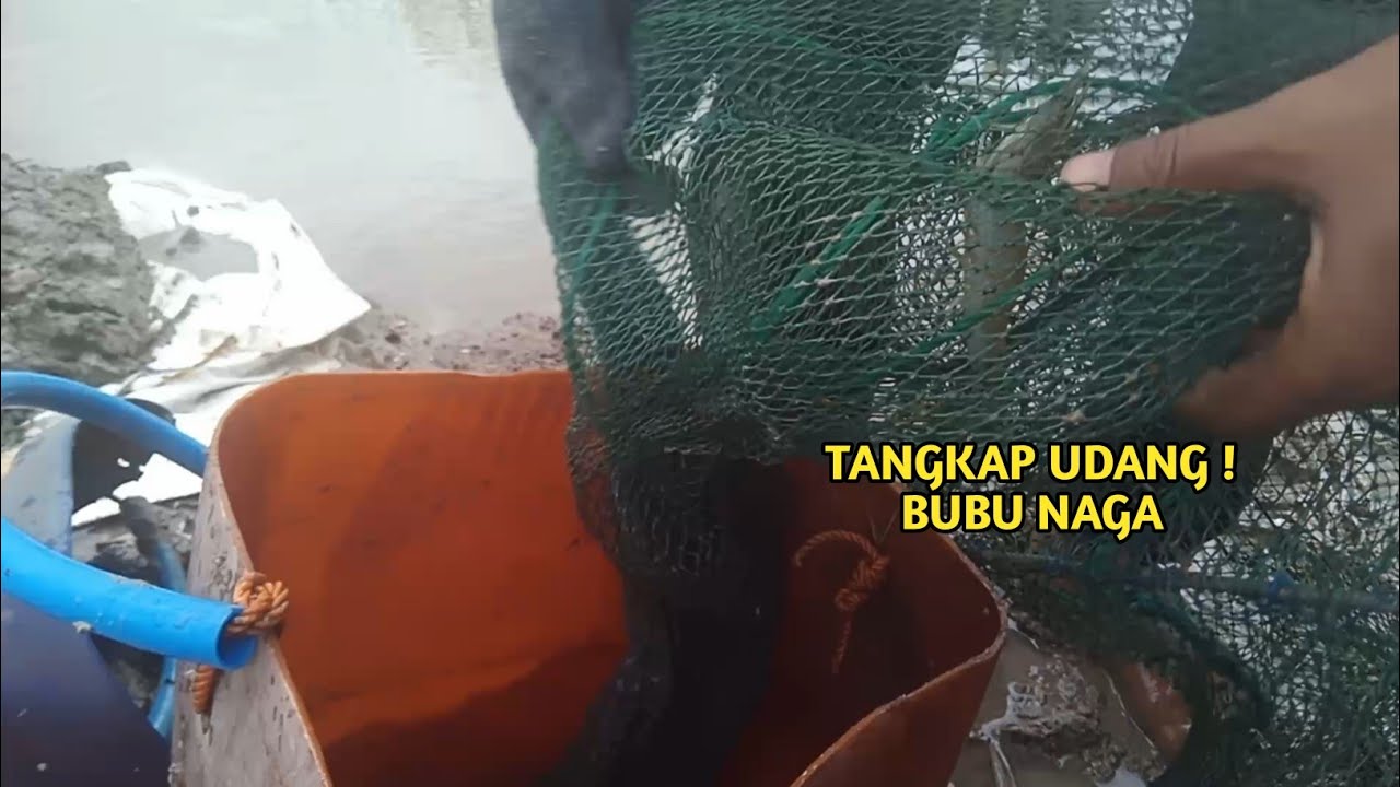 Tangkap udang hari ini bubu naga