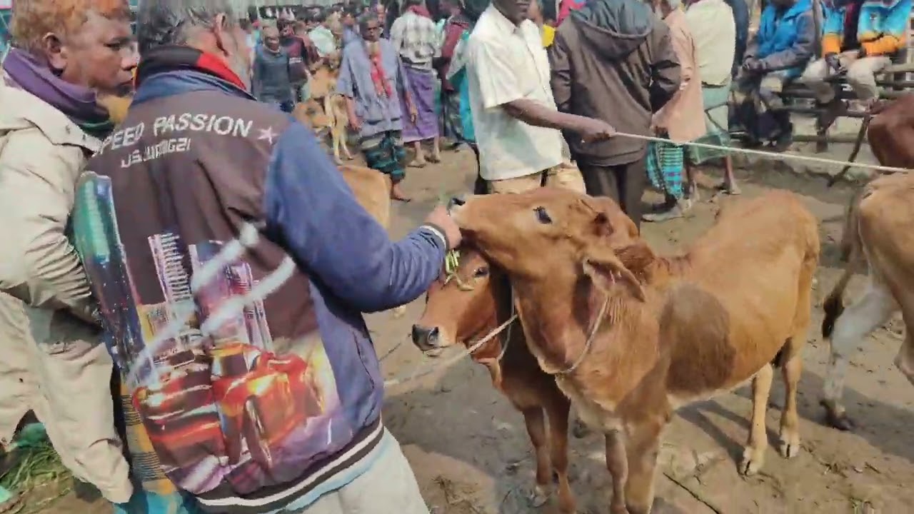 অল্প টাকায় ছোট ষাঁড় বাছুর কিনুন | আমবাড়ি হাট দামদর ২০২৬ | লাভজনক খামার শুরু