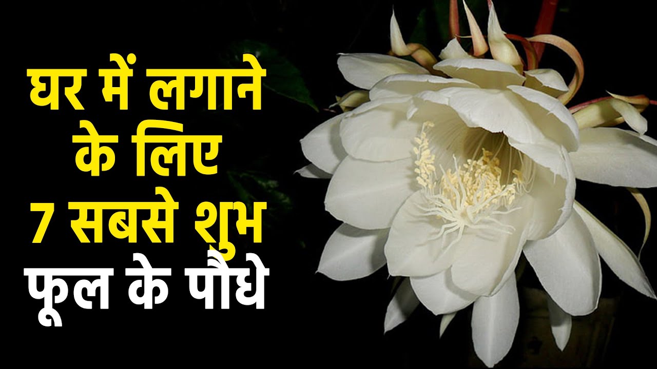 वास्तु के अनुसार घर में लगाने के लिए 7 सबसे शुभ फूल के पौधे 7 Most Auspicious Flower Plants for Home
