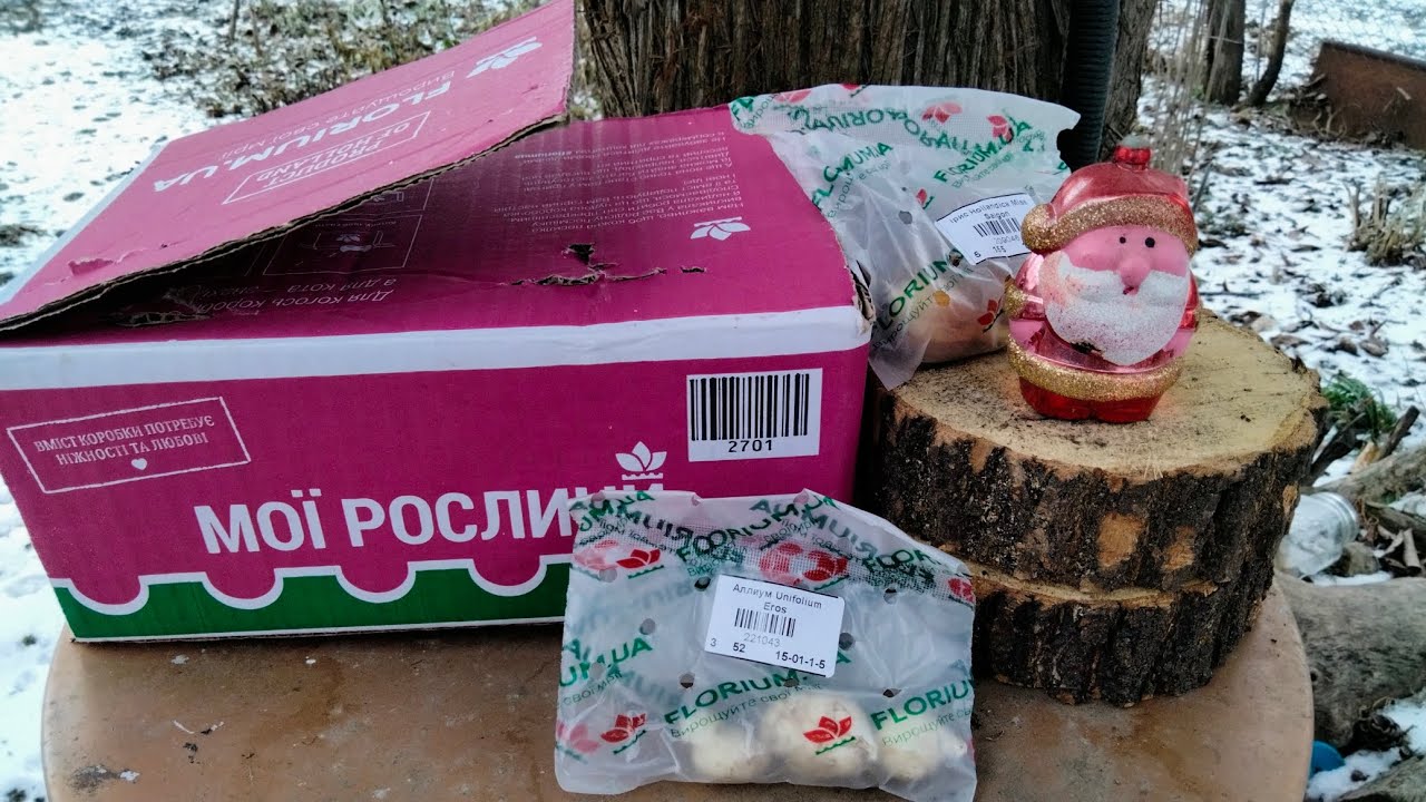 Інтернет магазин Флоріум. Розпродаж квітів, чи варто купувати? Нарциси, гіацинти, лілії, алліум.