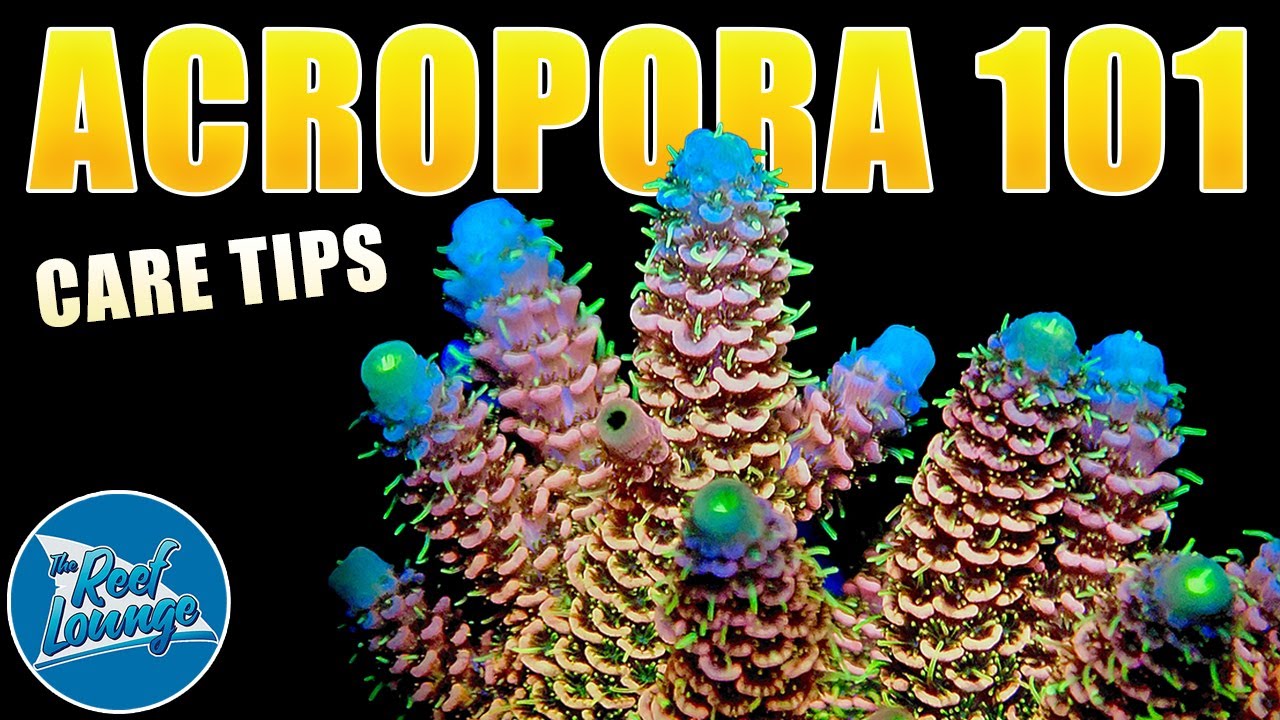 Acropora Corals - Acro Care Guide