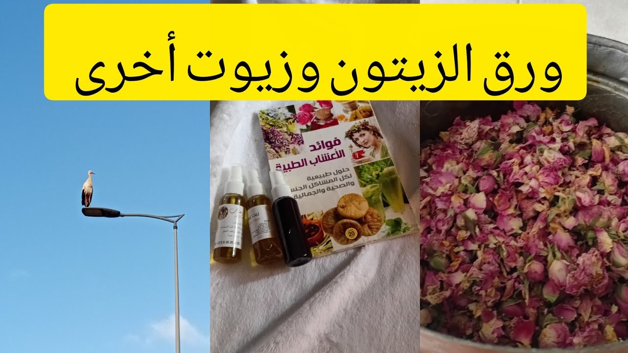  أورق الزيتون تخفظ الضغط/تقي من الكوليسترول الضار 🌳  الزيوت العطرية منفعة للنفس والبدن 🍀