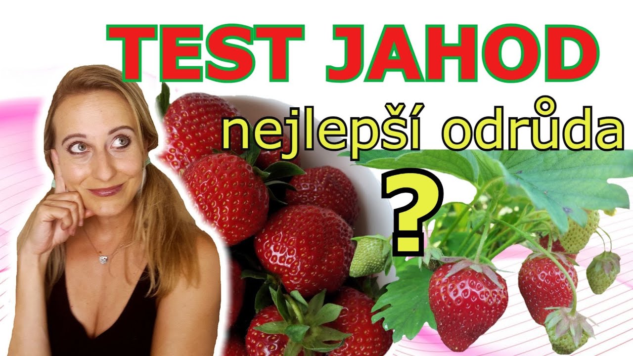 PĚSTOVÁNÍ JAHOD: VELKÝ TEST | NEJLEPŠÍ ODRŮDA - JAHODY | kritéria, chuť, popis jednotlivých odrůd