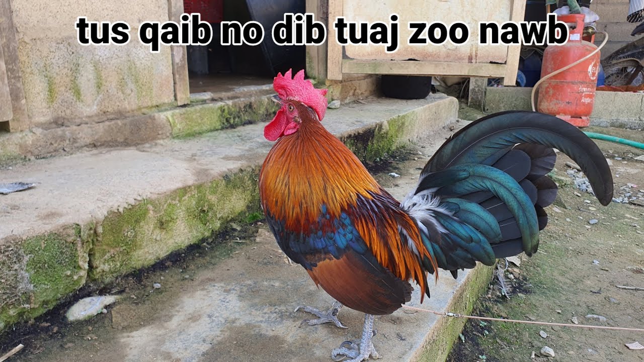 Qaib dib qua zoo ce tu no lawm xwb nawb nyob li ntawm kuv 