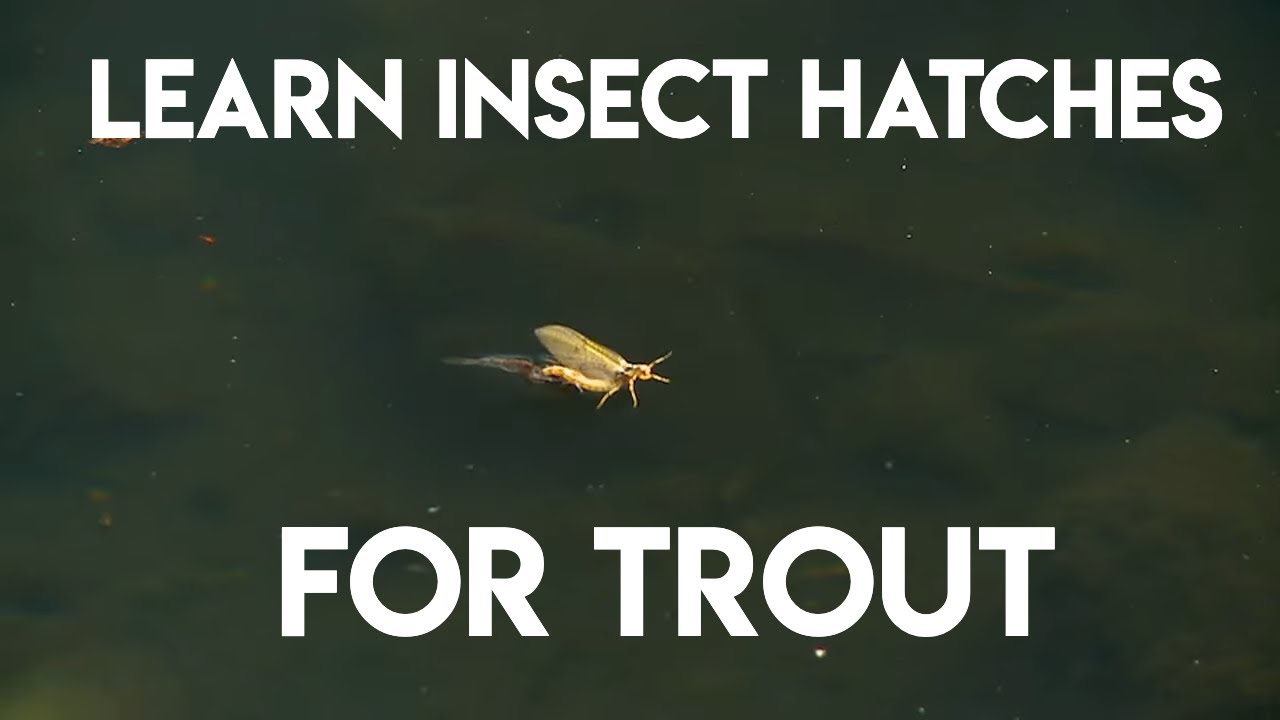Insect Hatch for Trout | How To