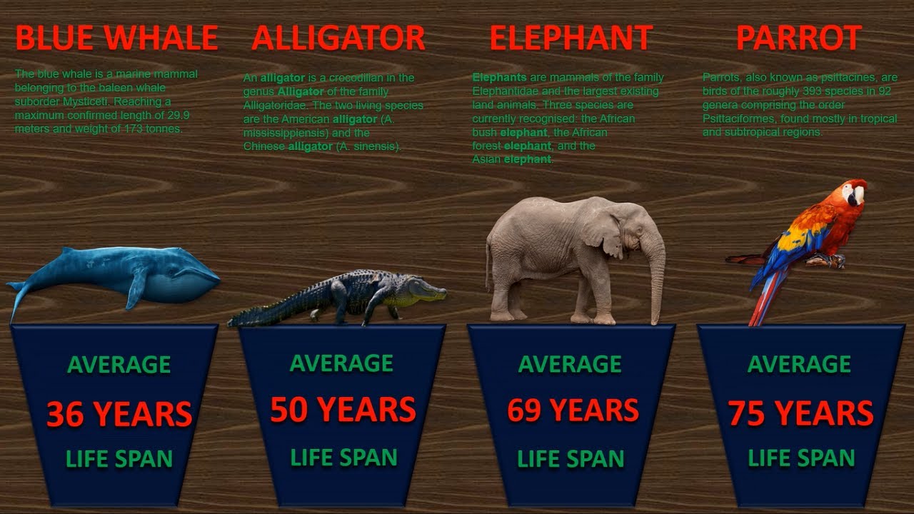 Comparison: Animal Lifespan | Animals Life Expectancy