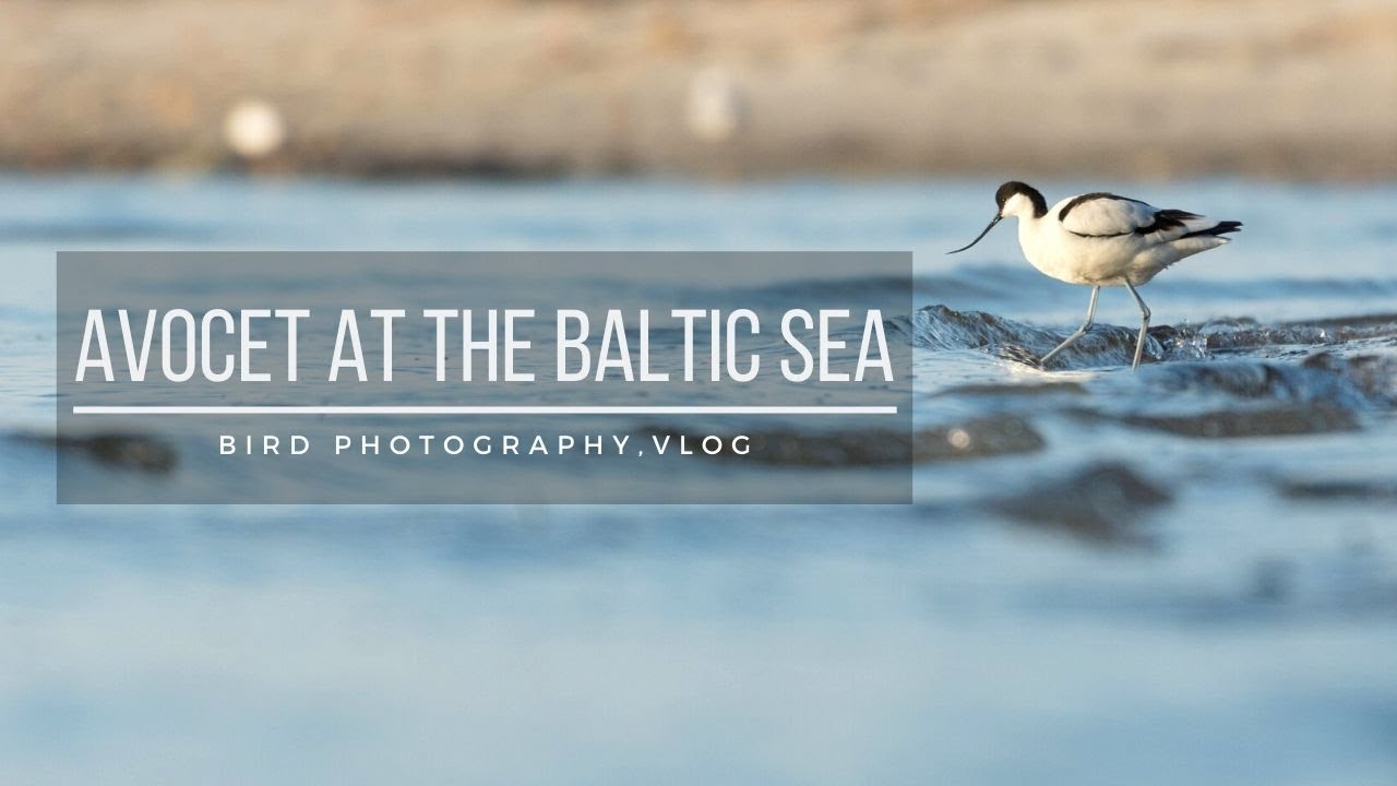 Photographing SHOREBIRDS | Bird photograhy, Vlog, Pied avocet