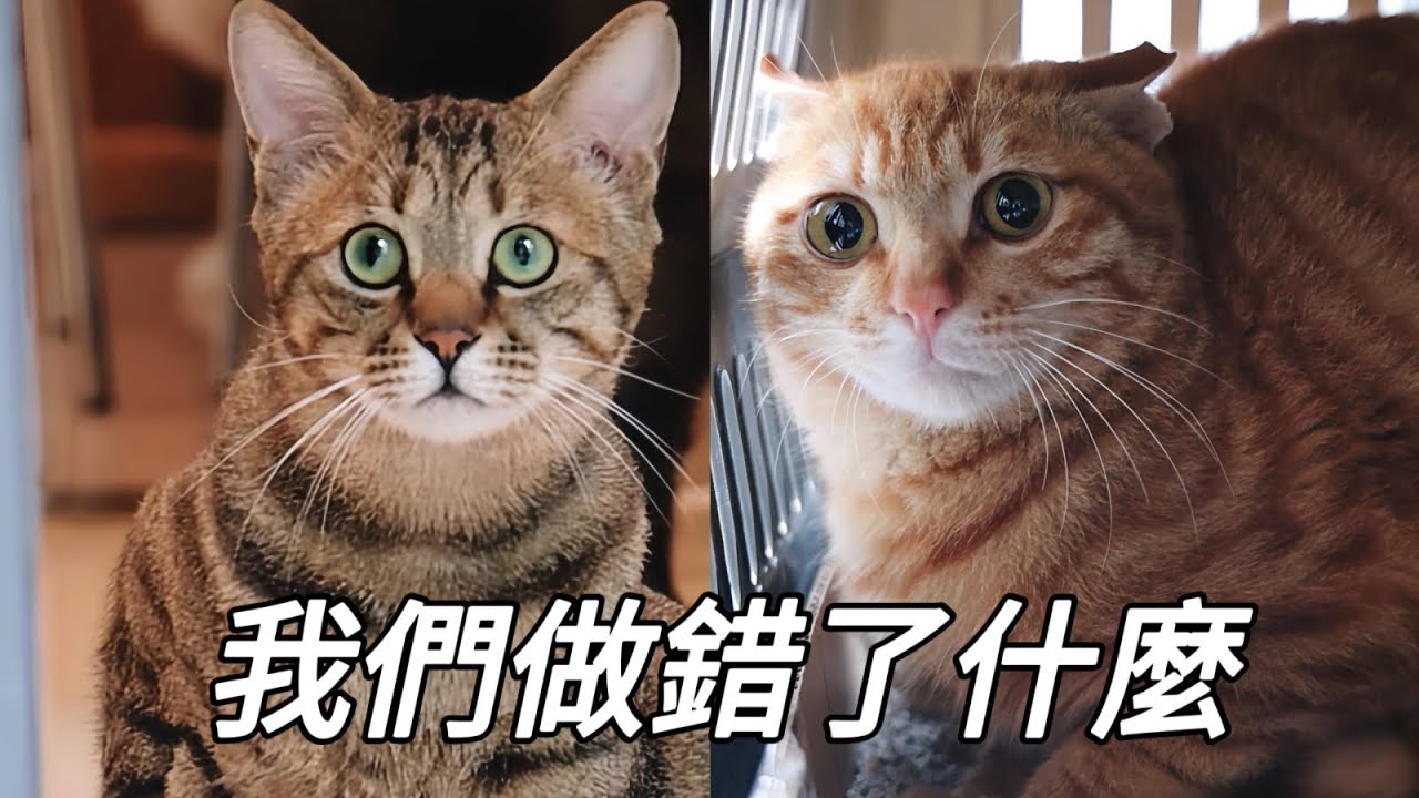 領養一周後被退貨，兩隻浪貓臉上寫著疑惑和悲傷：媽媽不要我啦？｜李喜猫