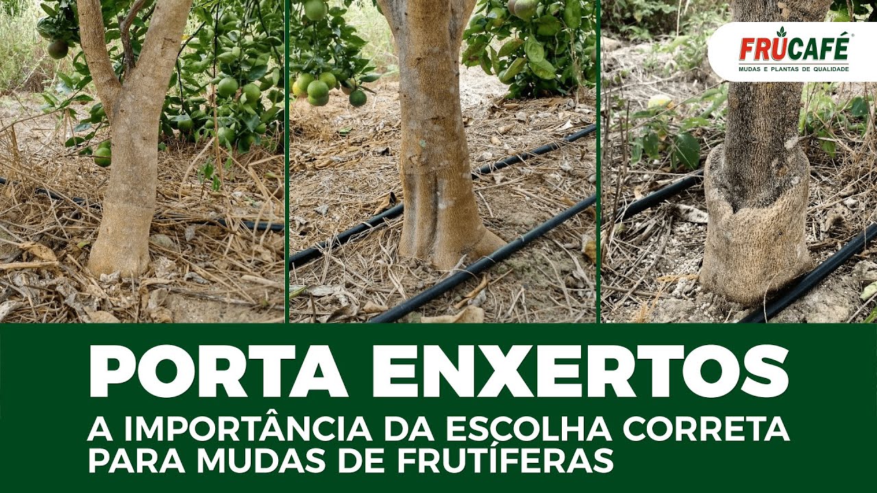 A Importância de Porta Enxertos/Cavalos Corretos para Mudas de Frutíferas