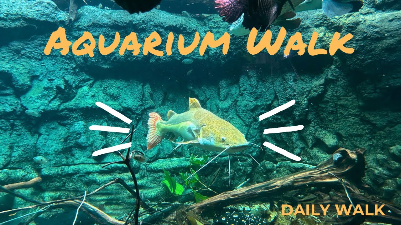 Underwater Walk at Den Blå Planet | Aquarium Walking Tour Copenhagen