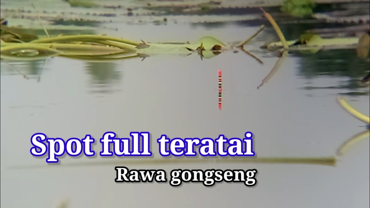 SPOT ISTIMEWA || FULL TUMBUHAN TERATAI || RAWA GONGSENG TRUCUK BOJONEGORO