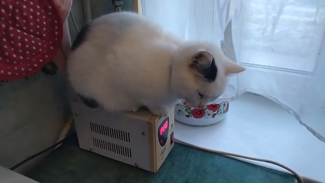 Very Beautiful Black and White Kitty Lisa