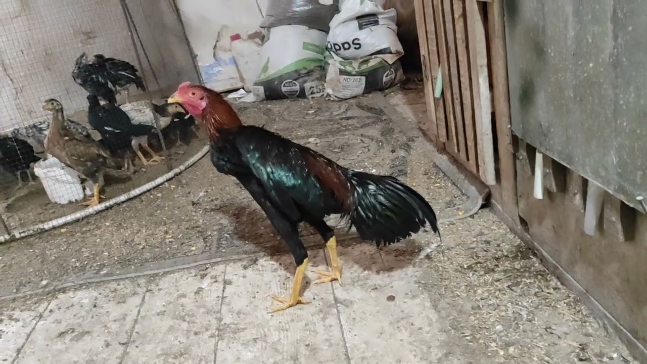 /// HAVALAR SOĞUDU HAYVANLARINIZDAN  KALSİYUM’U EKSİK ETMEYİN ///