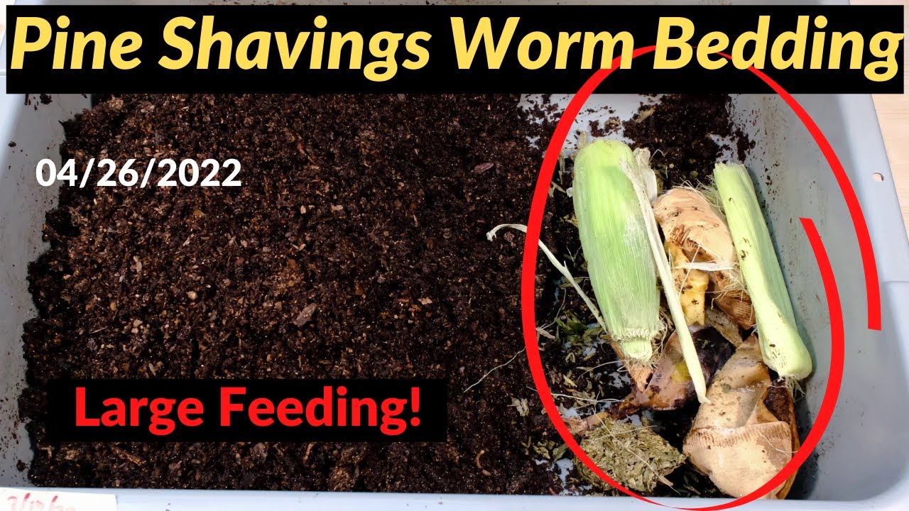 Pine Shavings Worm Bin - Large Feeding 04/26/2022