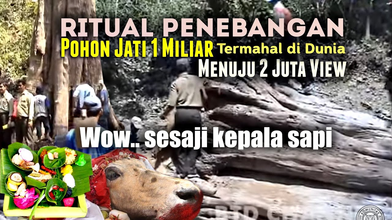 Ritual Penebangan Pohon Jati 1 Miliar, Pohon Jati Termahal di Dunia - KPH Cepu Blora Jateng 2007