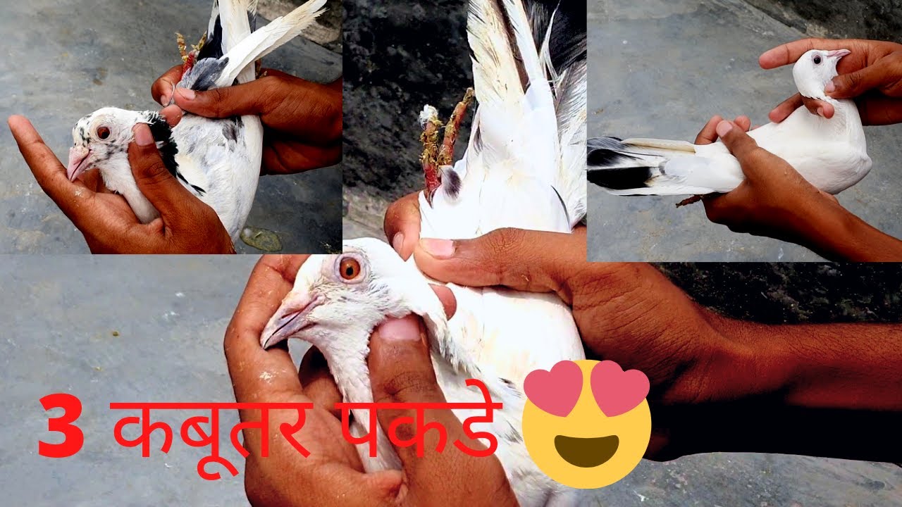 Teen dino main 3 kabutar pakde||🥰🤩 3 कबूतर पकडे