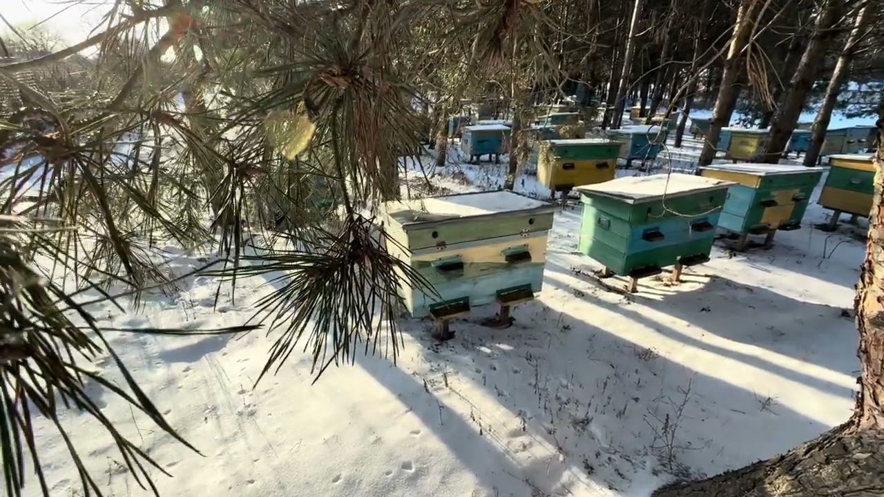 ЭЛЕКТРОТЕХНОЛОГИИ В ПЧЕЛОВОДСТВЕ.