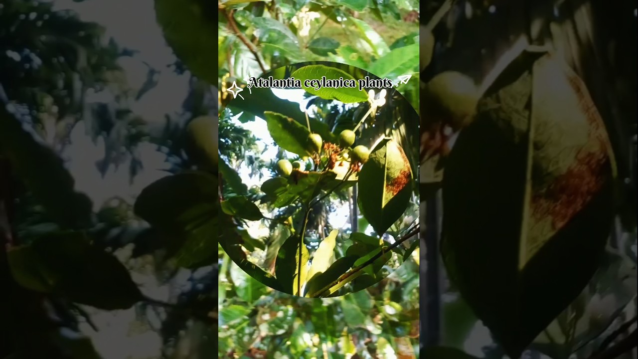 Atalantia ceylanica plants | unlimited plant cultivation channel