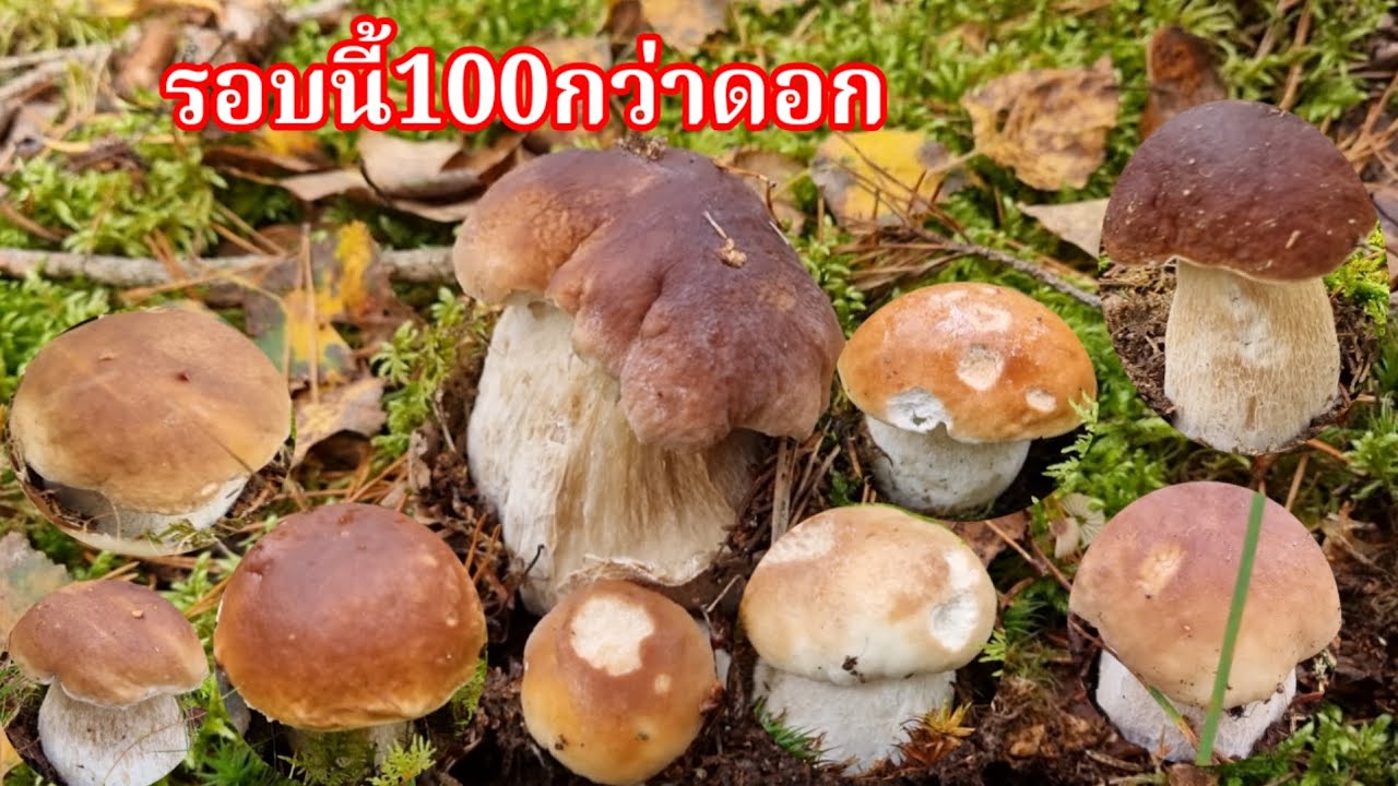 เก็บตกเห็ดผึ้งหวานหอบเอากลับหมดงกมาก