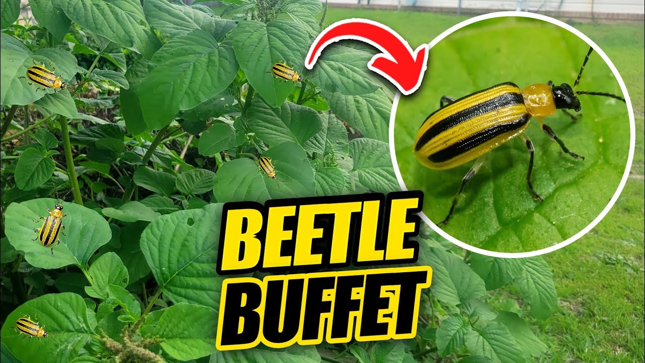 How to Fight the Cucumber beetle?