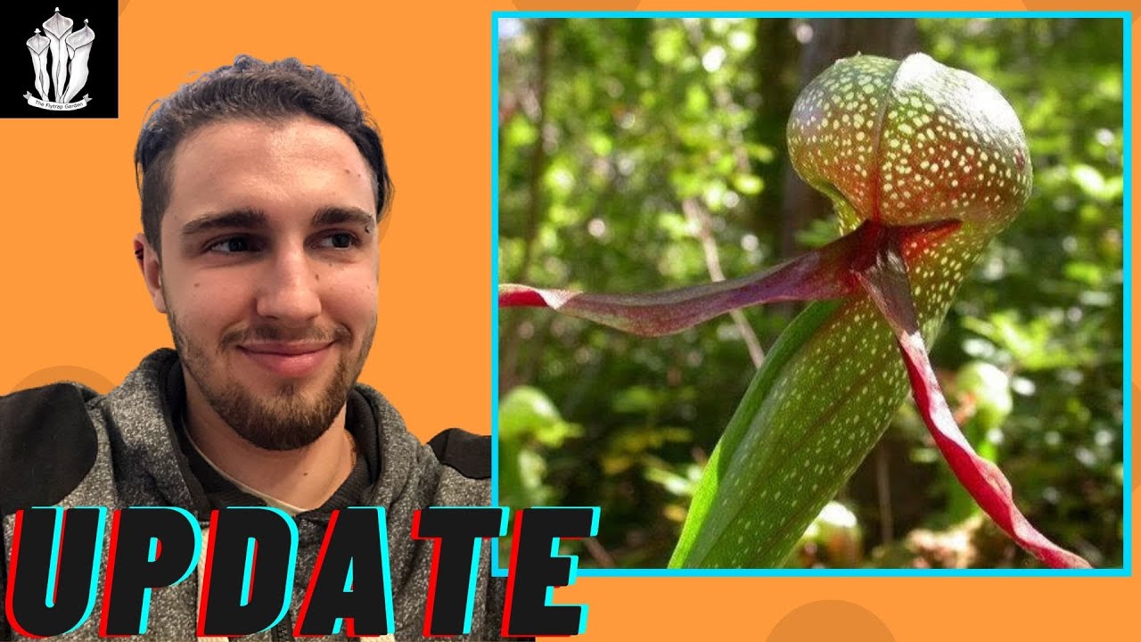 Cobra Lilly Plant Update! (Darlingtonia californica)