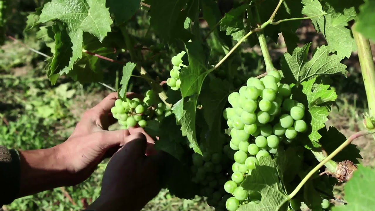 épamprage et vendange verte au Domaine de Pallus